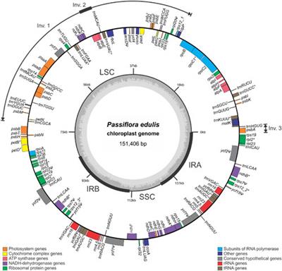 The Chloroplast Genome of Passiflora edulis (Passifloraceae) Assembled from Long Sequence Reads: Structural Organization and Phylogenomic Studies in <mark class="highlighted">Malpighiales</mark>